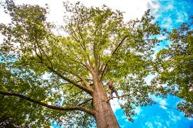 Best Hedge Trimming  in White Meadow Lake, NJ