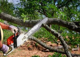 Best Tree Trimming and Pruning  in White Meadow Lake, NJ