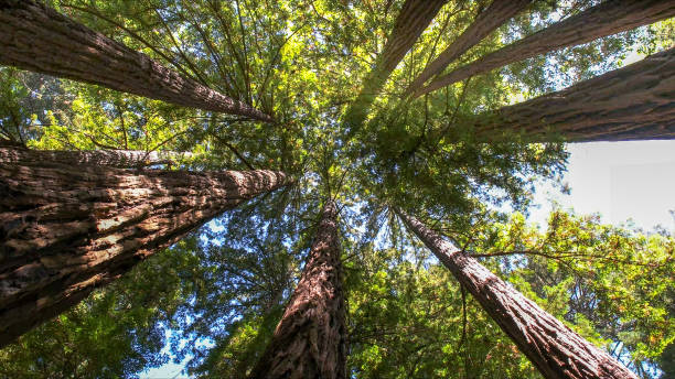 How Our Tree Care Process Works  in  White Meadow Lake, NJ
