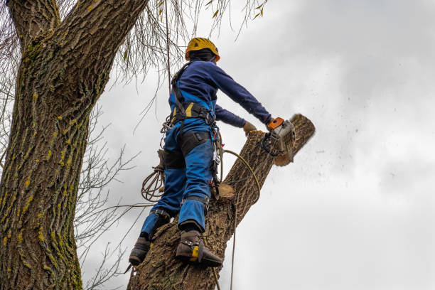 Best Leaf Removal  in White Meadow Lake, NJ