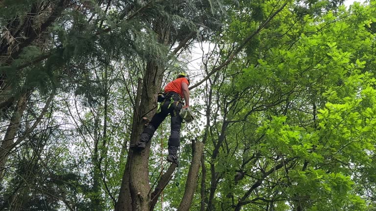 Best Emergency Tree Removal  in White Meadow Lake, NJ