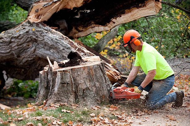Best Tree Preservation Services  in White Meadow Lake, NJ