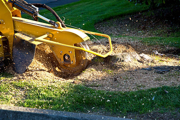 Best Tree Maintenance Programs  in White Meadow Lake, NJ