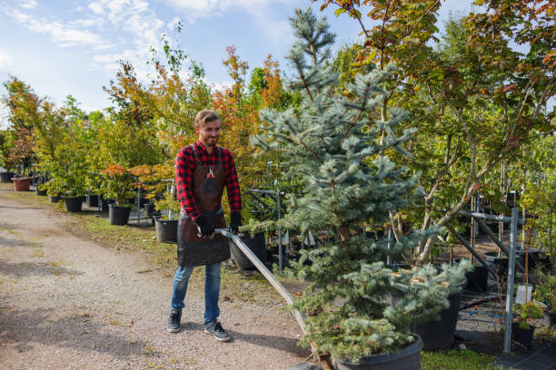 Best Tree Cabling and Bracing  in White Meadow Lake, NJ