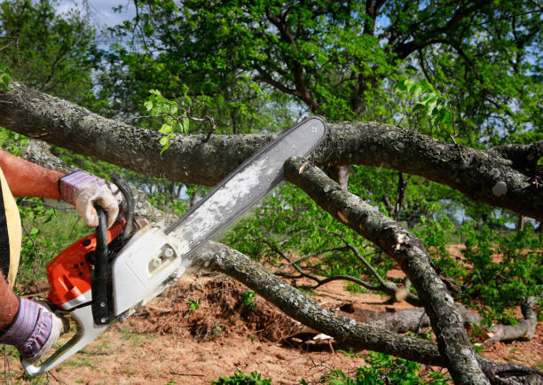 Best Aeration Services  in White Meadow Lake, NJ