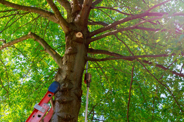 Best Palm Tree Trimming  in White Meadow Lake, NJ